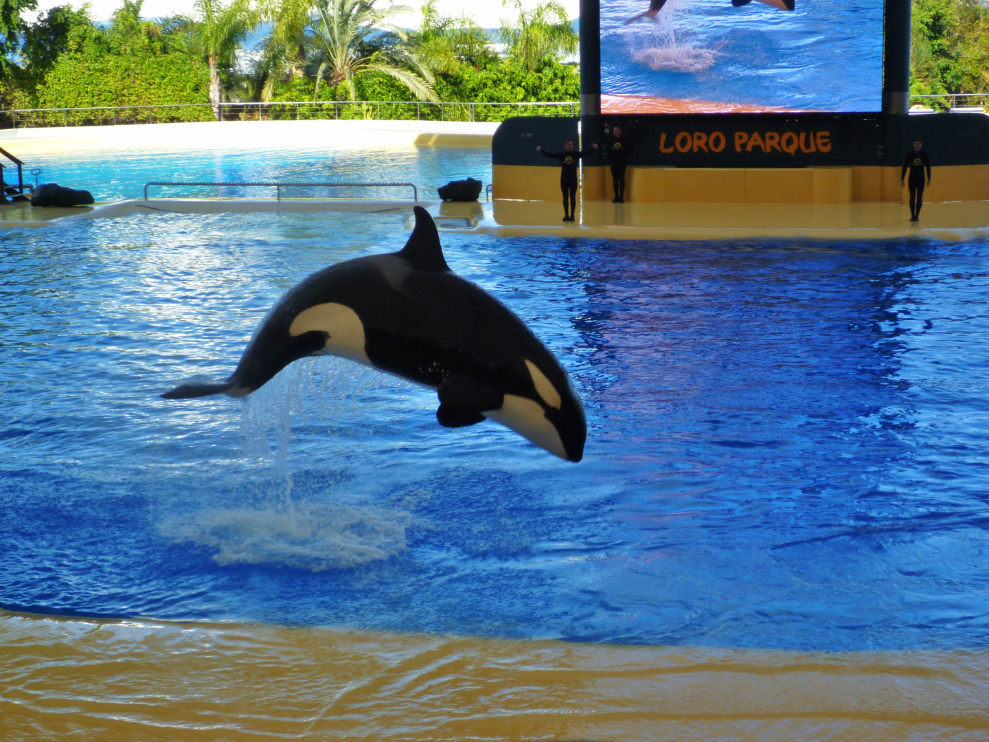 Orca im Loro Parque Teneriffa