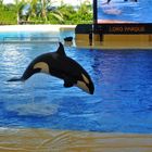 Orca im Loro Parque Teneriffa