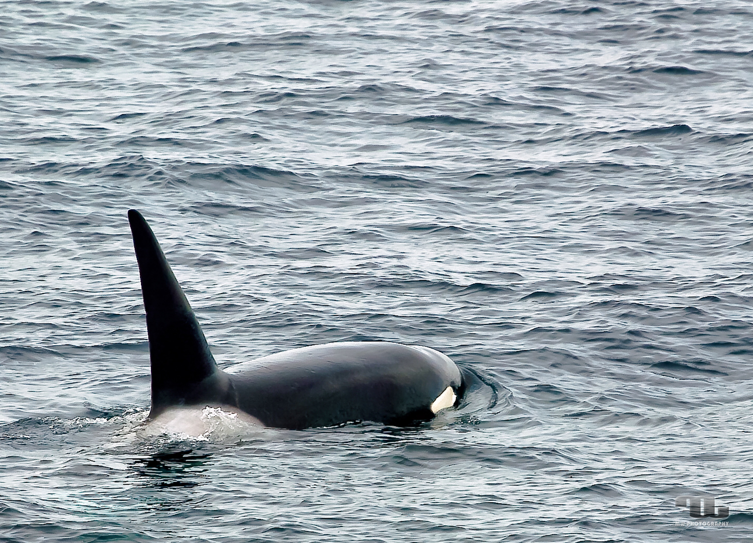 Orca im Nord Pazifik