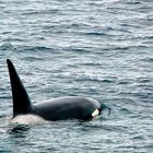 Orca im Nord Pazifik