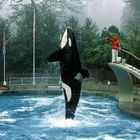 Orca im Steigflug