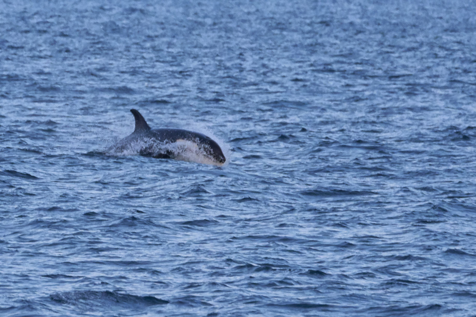 Orca in den Gewässern von Tromsø