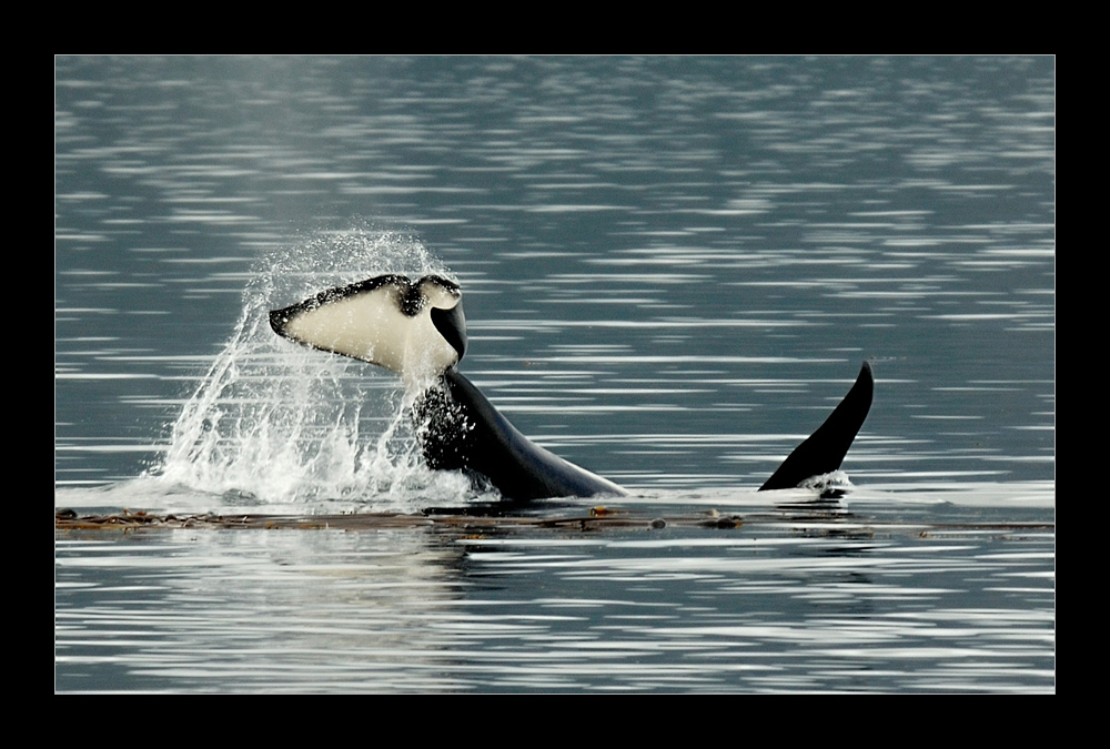 [ Orca in der Johnstone Strait ]