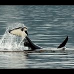 [ Orca in der Johnstone Strait ]