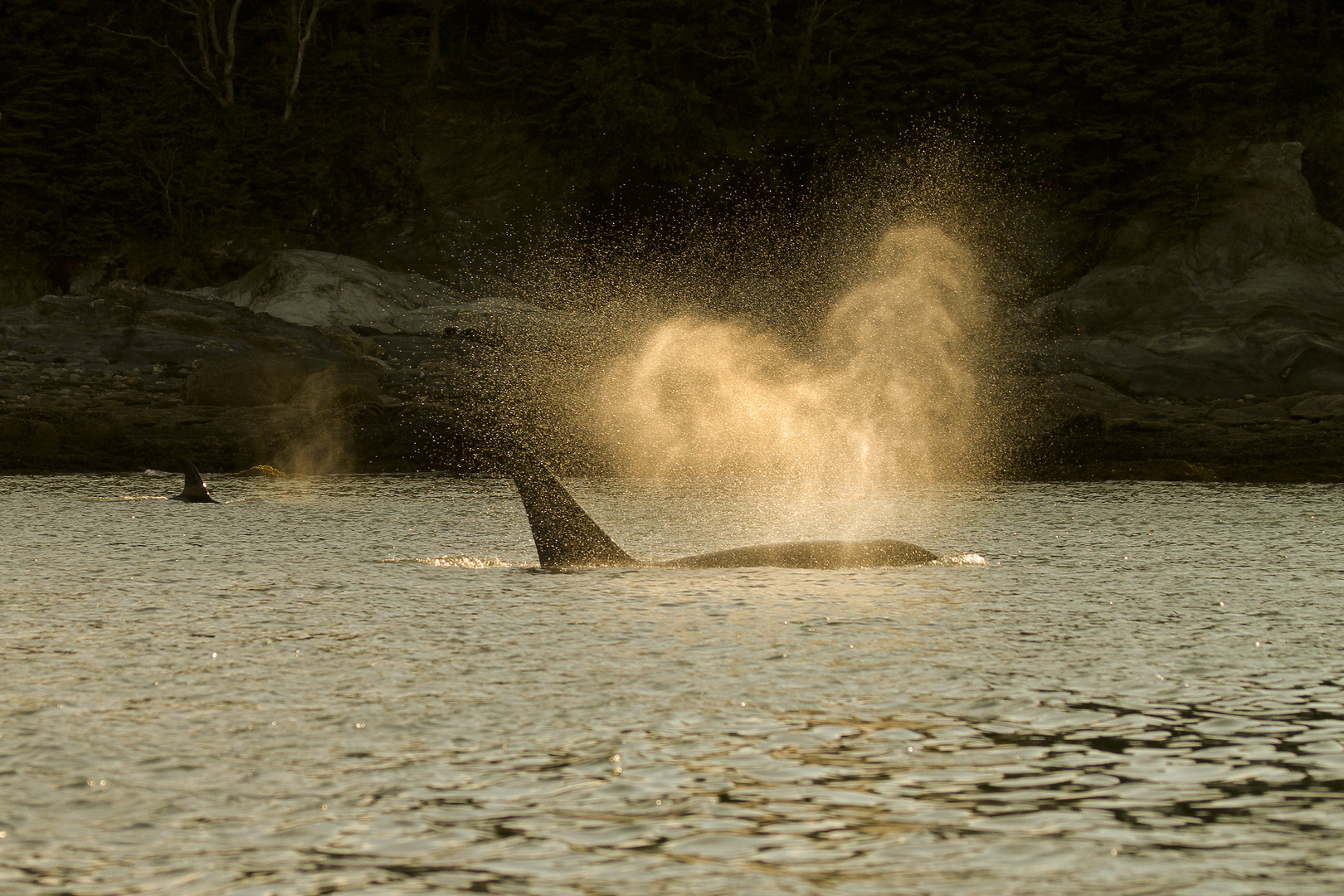 Orca in the sunset