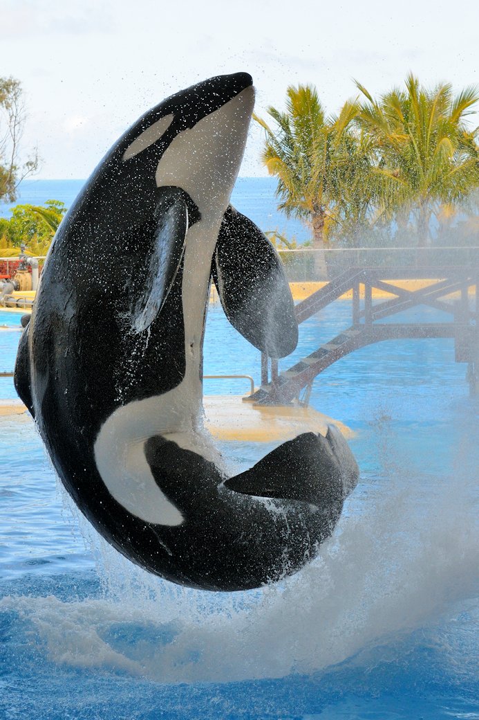 Orca - Loro Parque