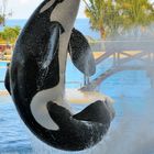 Orca - Loro Parque