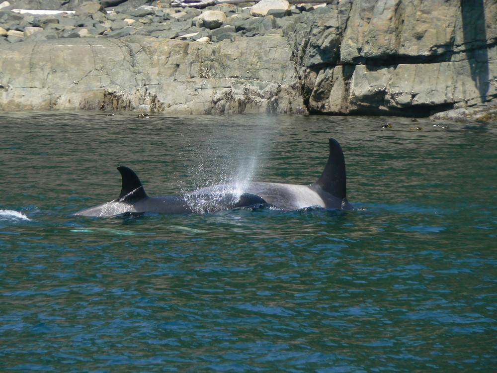 orca mit baby
