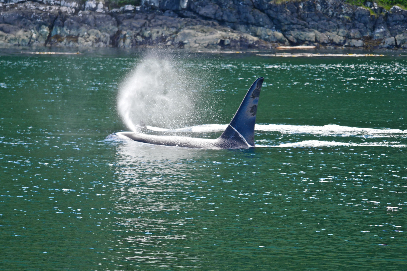 Orca mit Kind vor British Columbia