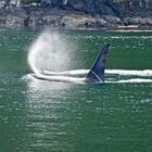 Orca mit Kind vor British Columbia