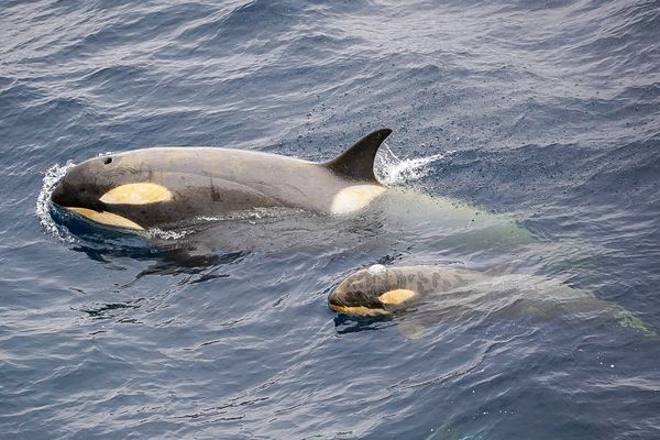 Orca Mom and Baby