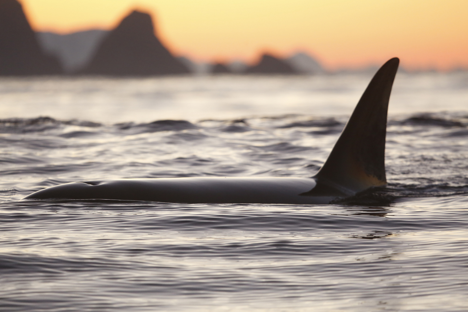 Orca Nordnorwegen