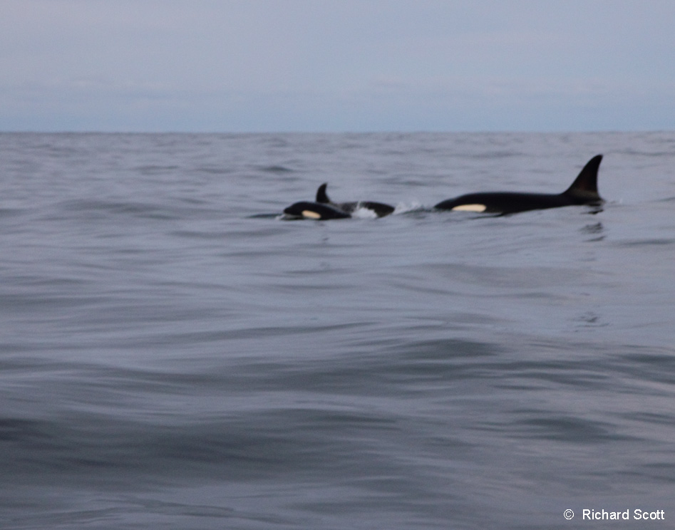 Orca. Norwegian Sea. 7 January 2012