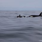 Orca. Norwegian Sea. 7 January 2012