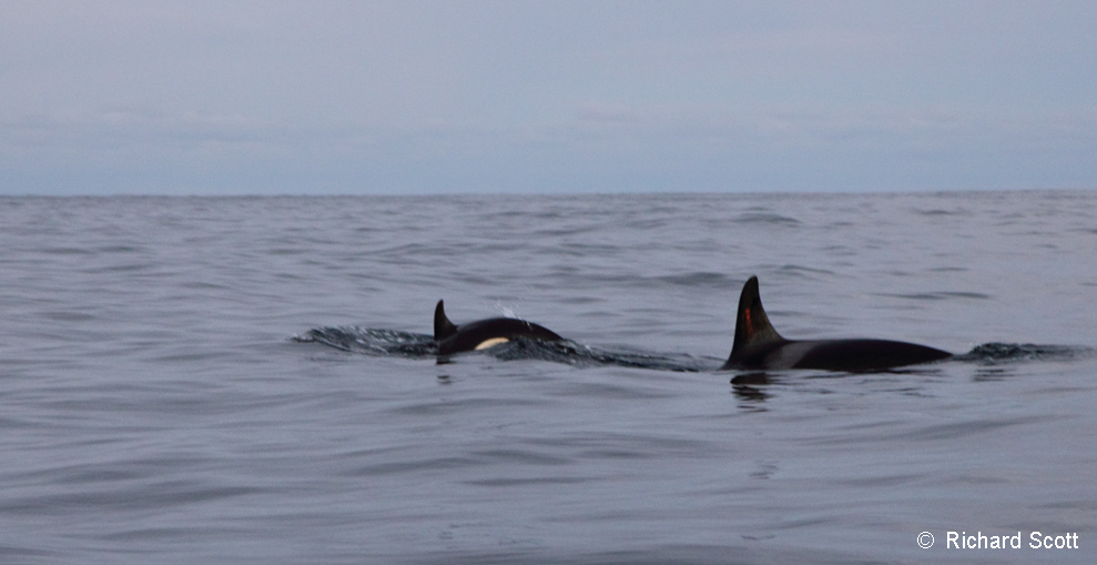 Orca. Norwegian Sea. 7 January 2012 a