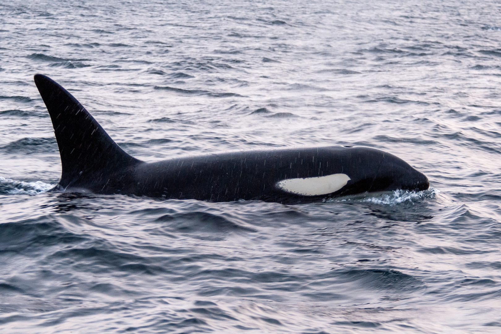 Orca Oder Schwertwal Im Thysfjord In Norwegen Foto Bild Tiere Wildlife Saugetiere Bilder Auf Fotocommunity