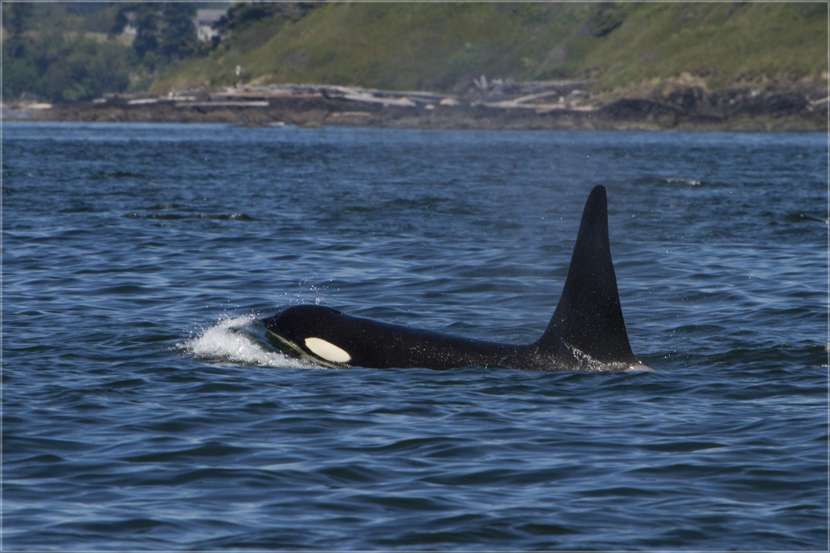 Orca @ San Juan Islands