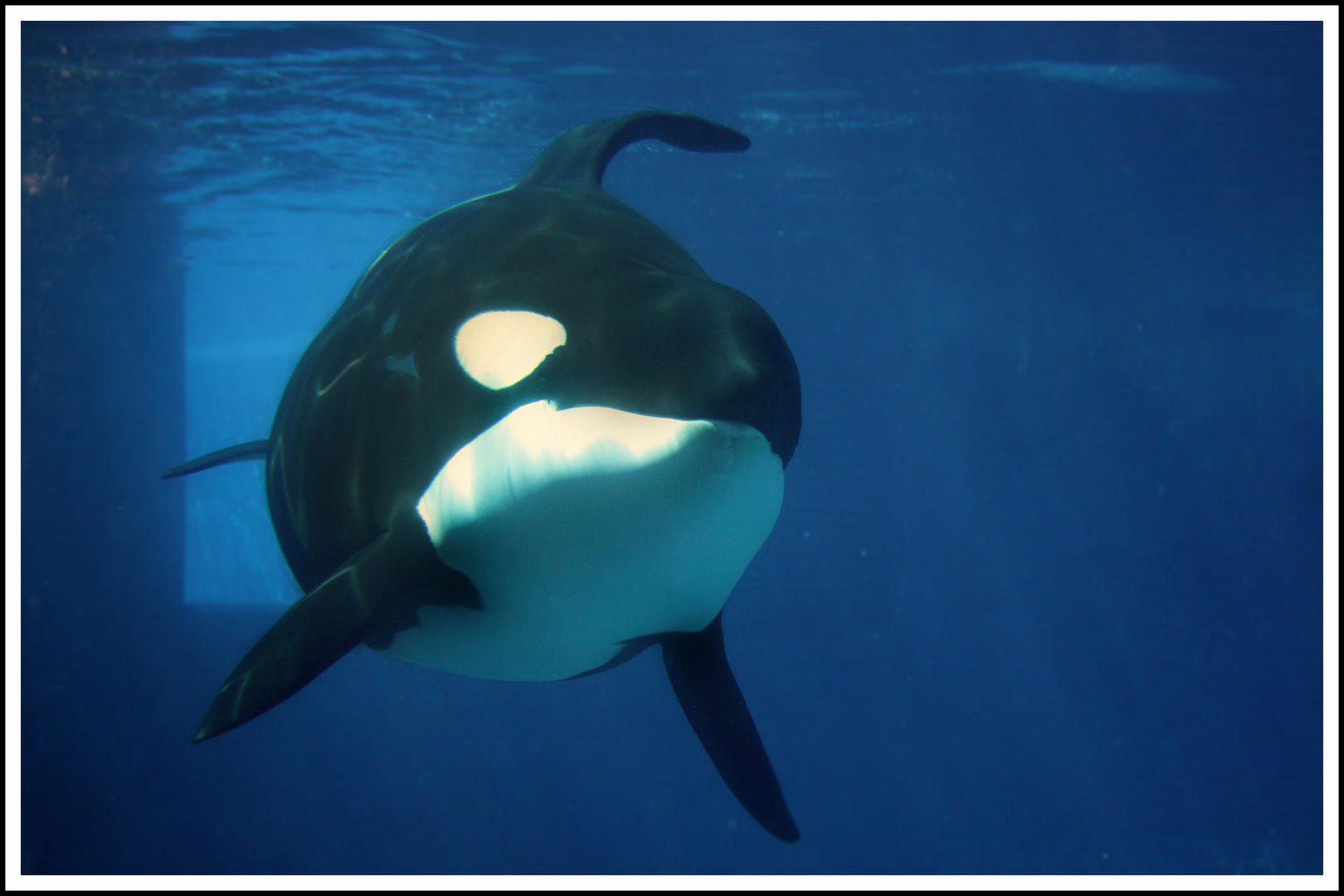 Orca Seaworld