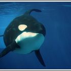 Orca Seaworld