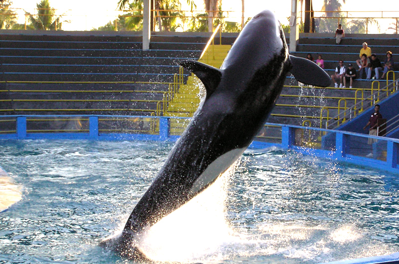 Orca show