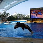 Orca Show im Loro Parque