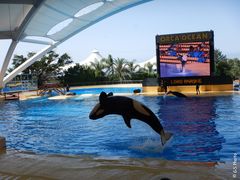 Orca Show im Loro Parque