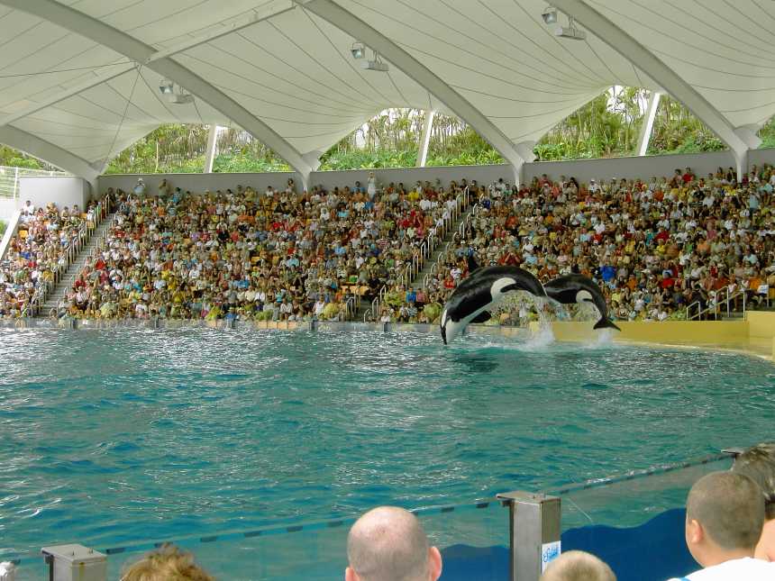 Orca Show im Loro Parque