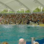 Orca Show im Loro Parque