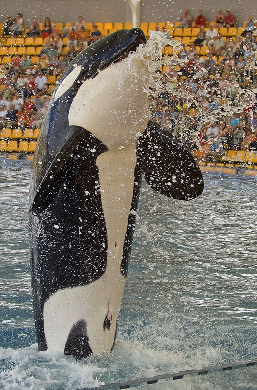 Orca Show Teneriffa