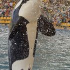 Orca Show Teneriffa