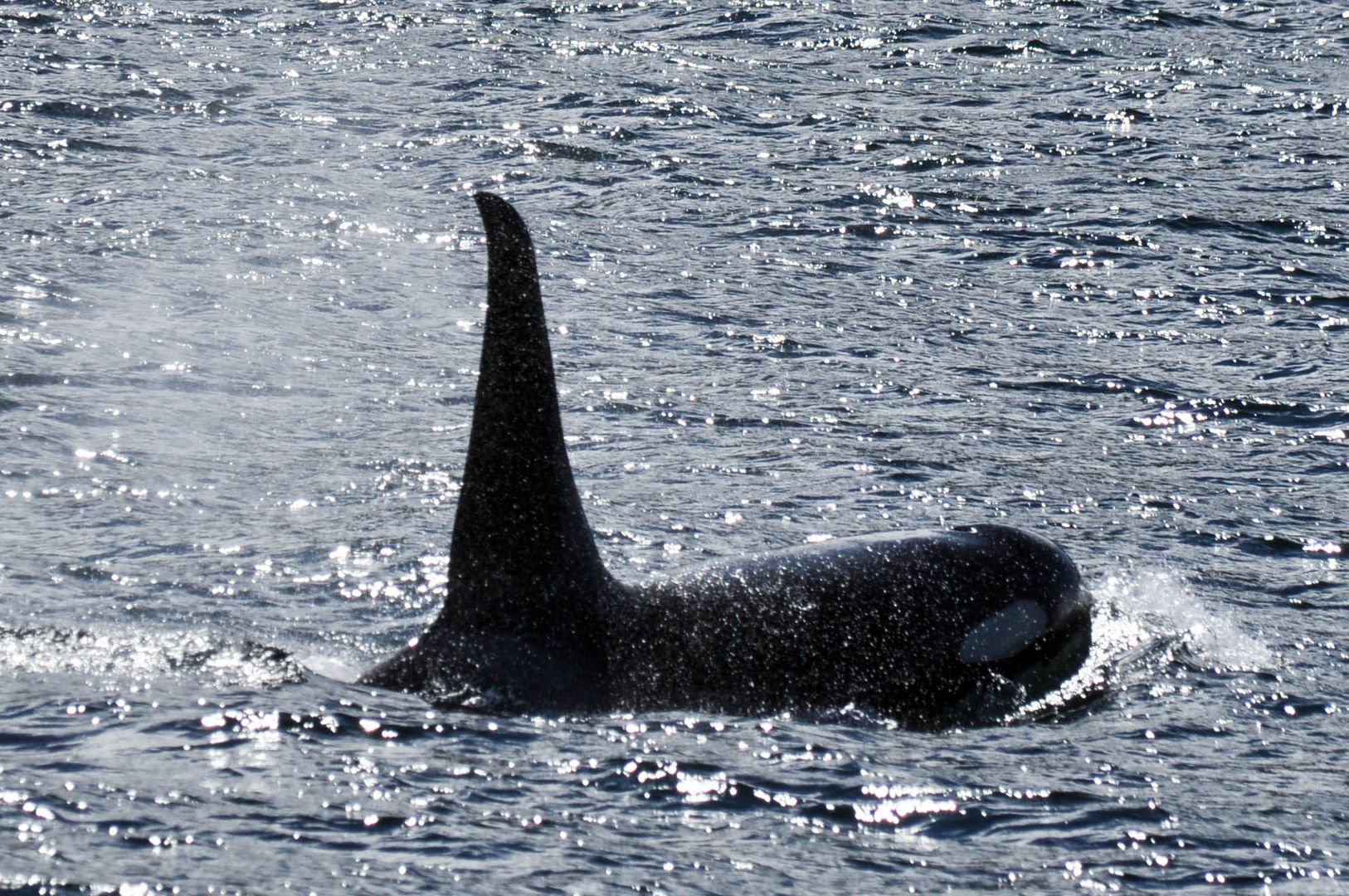 Orca, Vancouver Island,