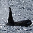 Orca, Vancouver Island,
