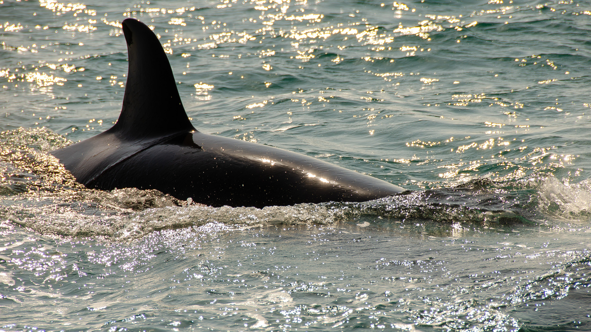 Orca vor Auckland
