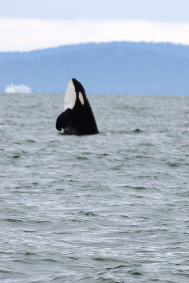 Orca vor Vancouver