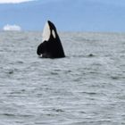 Orca vor Vancouver