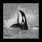 orca vor vancouver island