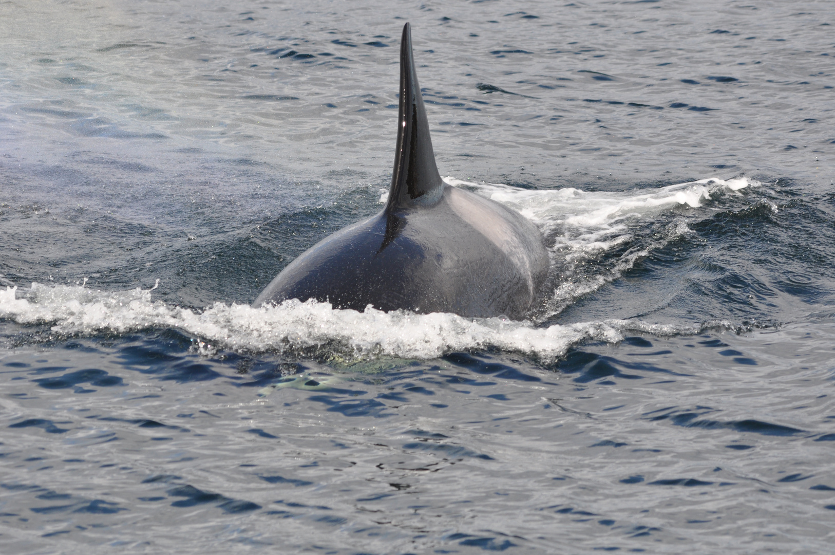 Orca vor Vancouver Islands