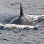 Orca vor Vancouver Islands