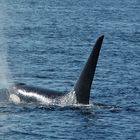 Orca Wal