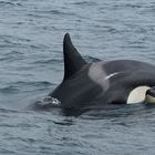 ORCA Weibchen mit Orca Kälbchen