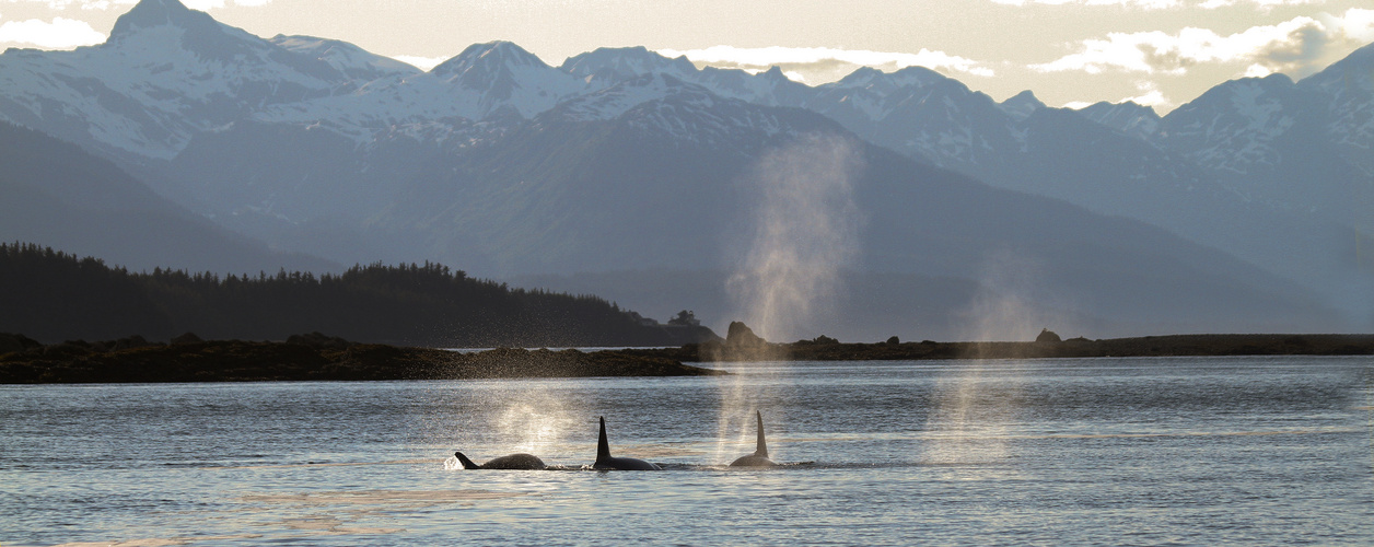 Orca Whales