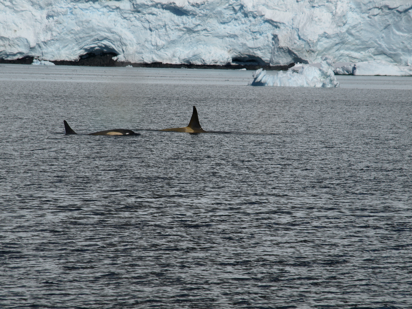 orcas