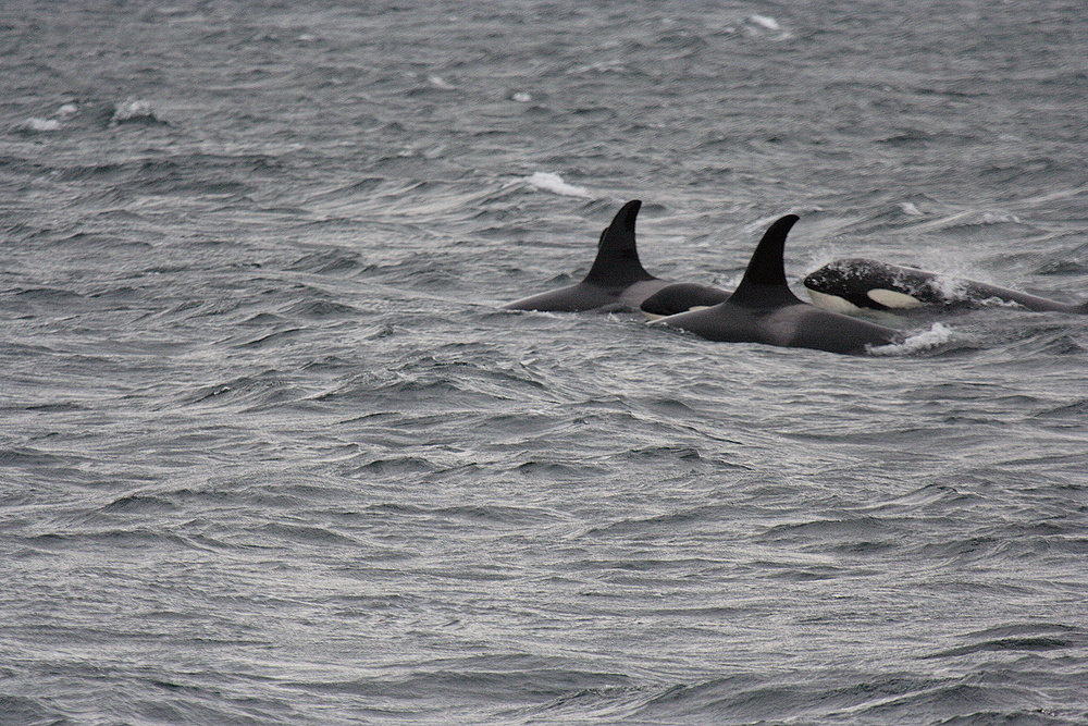 Orcas