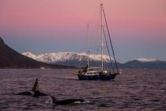 Orcas