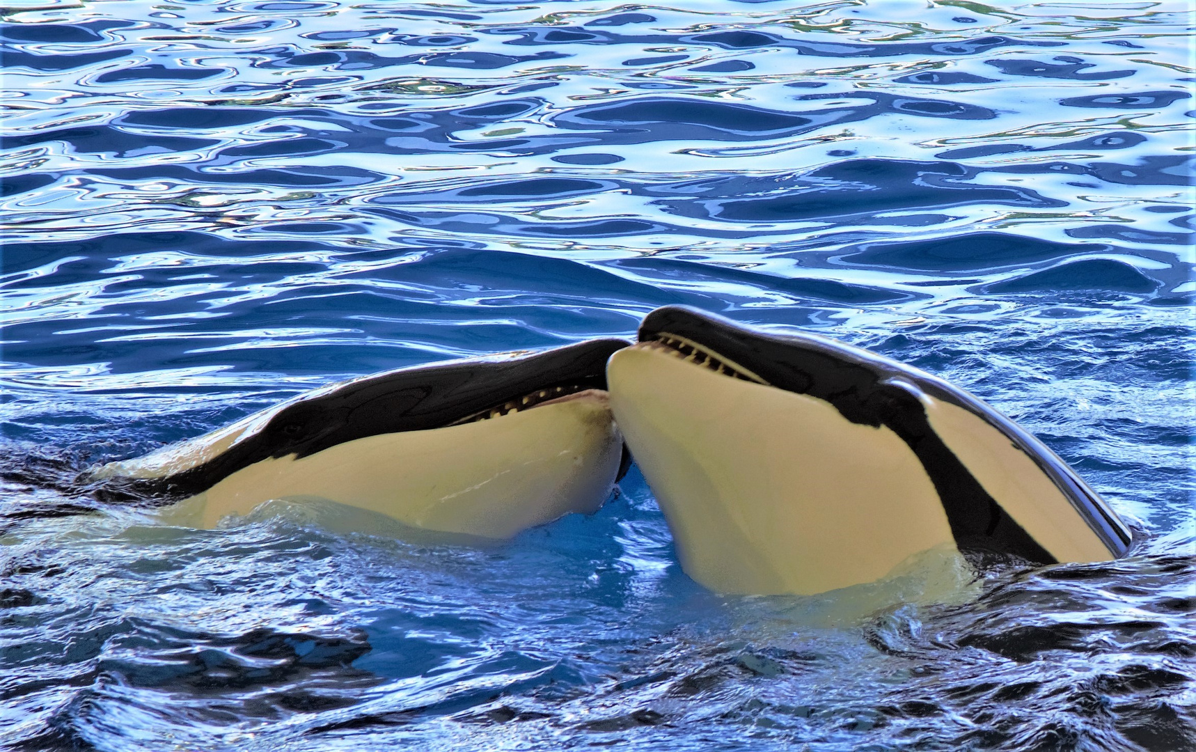 Orcas