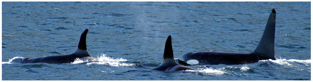 Orcas