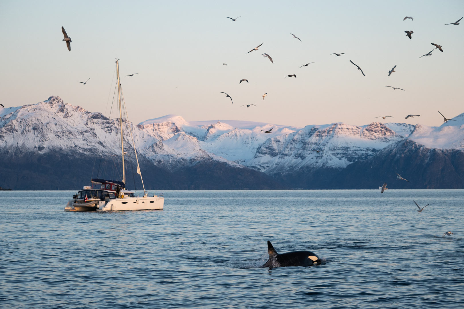 Orcas