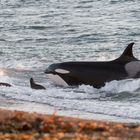 Orcas auf der Jagd - alles rennet, rettet, flüchtet