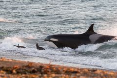 Orcas auf der Jagd - alles rennet, rettet, flüchtet