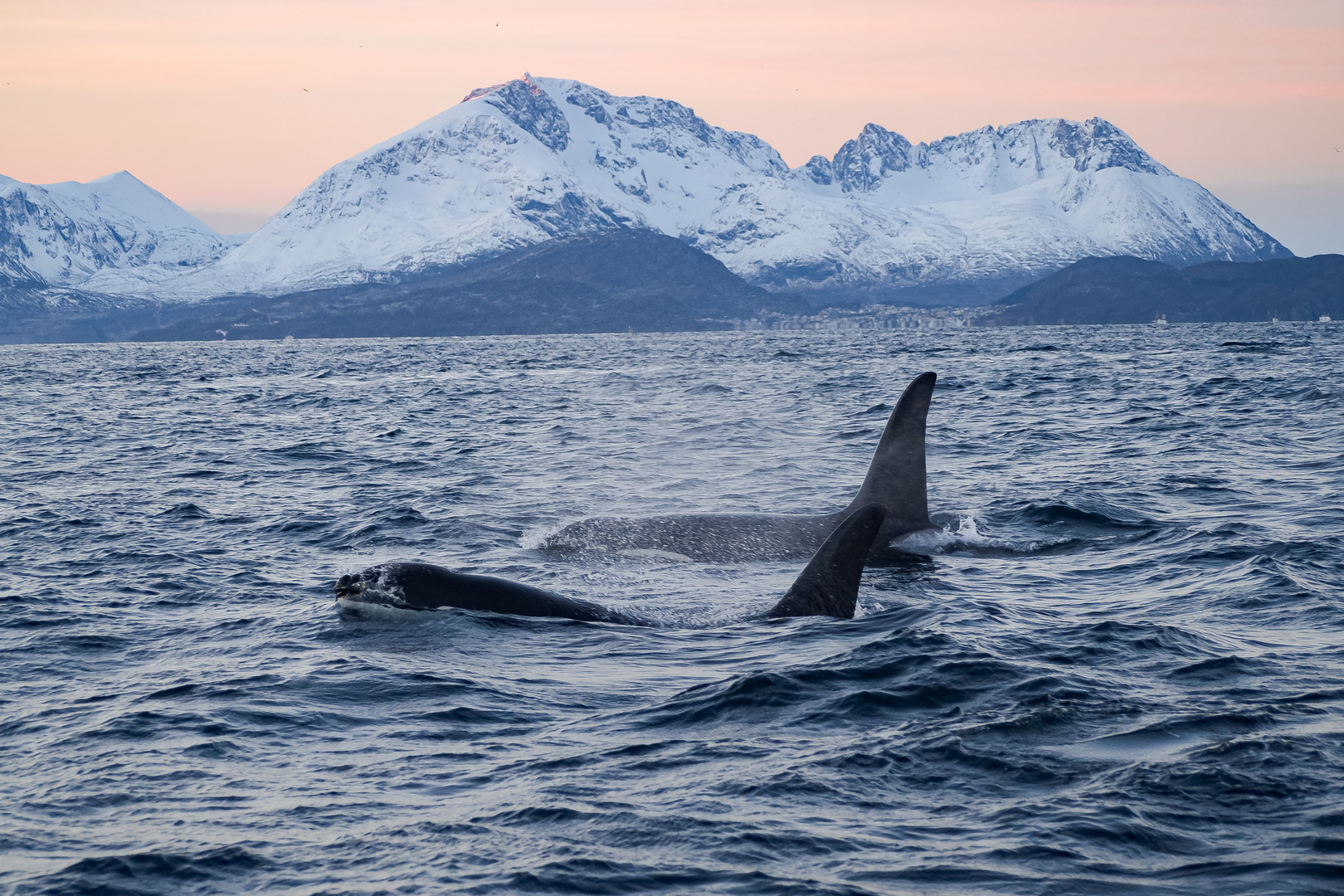 Orcas auf Heringsjagd